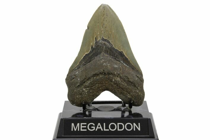 Serrated, Fossil Megalodon Tooth - North Carolina #378013